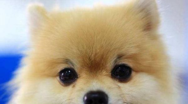 喂养博美犬熟食的5点建议（宠物的健康从饮食开始）