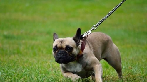 如何科学地遛狗？（遛狗需谨慎，犬主请注意！）