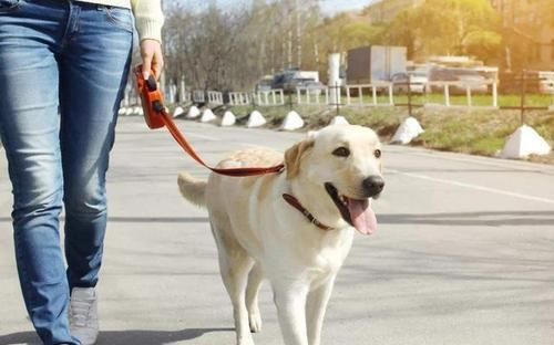 如何科学地遛狗？（遛狗需谨慎，犬主请注意！）