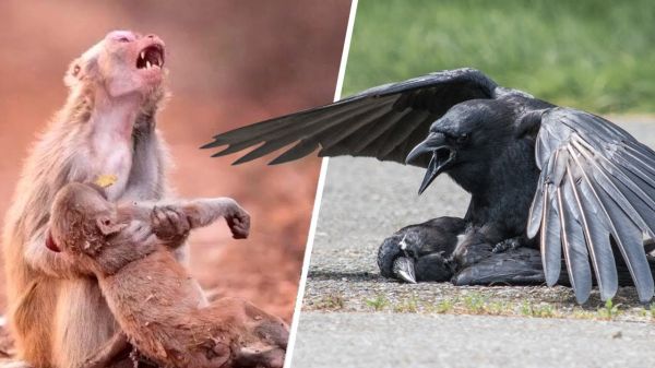 dcleracion universal de los derechos de los animales 3