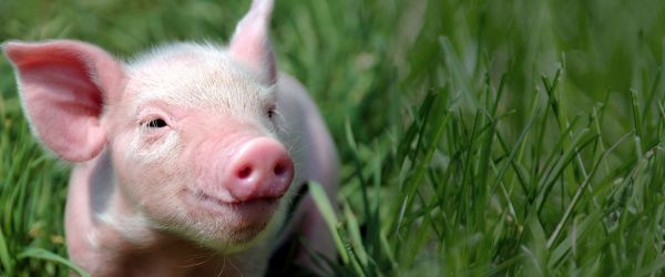 declaracion universal de los derechos de los animales 4
