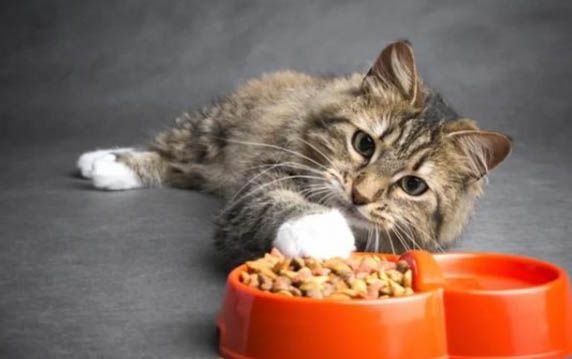 猫腹泻但精神很好