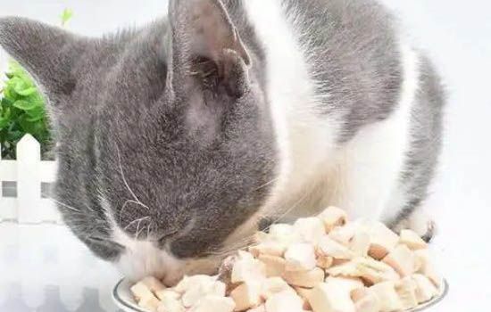 猫腹泻但精神很好