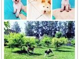 全北京家庭宠物养老寄养单独散养猫狗等宠物不笼养寄养方式可接送