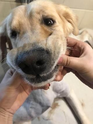 Anypetsnz, Pet Boarder in 奥克兰