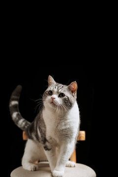 龙猫白天睡觉晚上活动吗