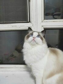 龙猫白天睡觉晚上活动吗