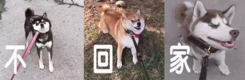 狗狗绝育的好处有哪些？