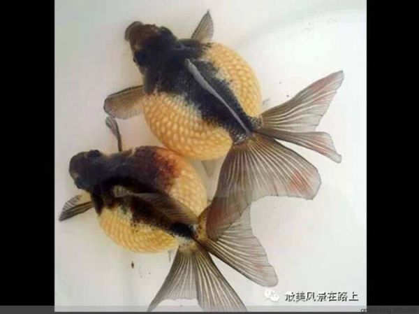 金 鱼 大 观 - 老教授 - 老教授