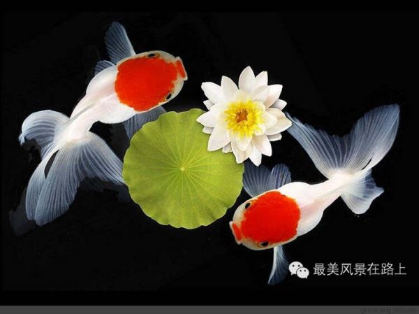 金 鱼 大 观 - 老教授 - 老教授