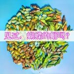 真全年可孵化宠物蝴蝶卵稀有黄金手凤蝶蝴蝶茧