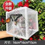 真蝴蝶蛹活体可孵化婚礼无毒放飞儿童礼物饲养观察小昆虫宠物认主