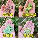 蝴蝶蛹学生小宠物可孵化认主观察盒翠凤蝶蝴蝶的蛹稀有昆虫幼虫卵