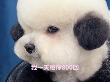 你们说说，谁家小狗一天这样瞪人的 #比熊 #萌宠 #宠物美容 #毛小豆宠物美容培训学校 #兰州宠物美容培训