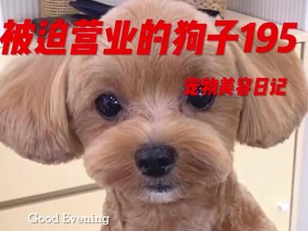 被迫营业的狗子195 #宠物美容 #宠物美容日记 #艾彼得 #宠物美容培训 #9527是只狗