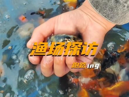 从几块到几千块一条的兰寿都长什么样子? #水族 #兰寿 #兰寿金鱼 #兰寿观赏鱼 #泰狮兰寿