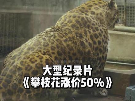 攀枝花动物园涨价,涨幅居然高达50%,动物们再也瘦不下来了!大型纪录片《攀枝花涨价50%》