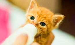 人喝的羊奶粉猫能喝吗