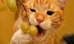 猫吃葡萄好不好