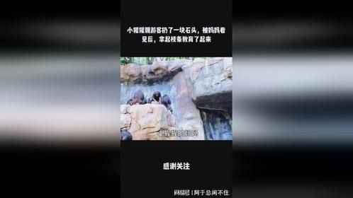 小猩猩朝游客扔了一块石头，被妈妈看见后，拿起枝条教育了起来