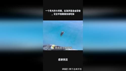一个月大的小河豚，在海洋里自由穿梭，完全不怕被捕食者吃掉