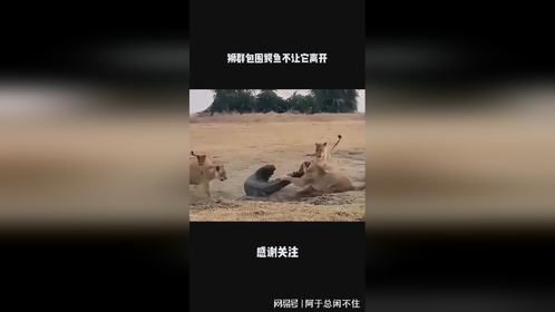 狮群包围鳄鱼不让它离开