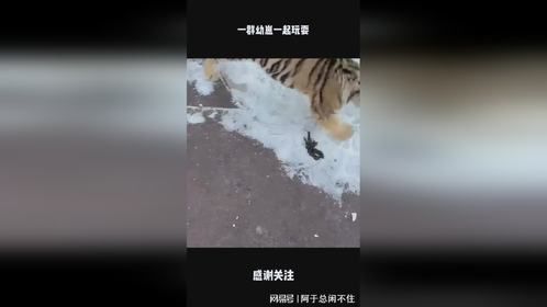 一群幼崽一起玩耍