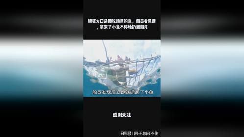 鲸鲨大口朵颐吃渔网的鱼，船员看见后，拿来了小鱼不停地扔到船尾