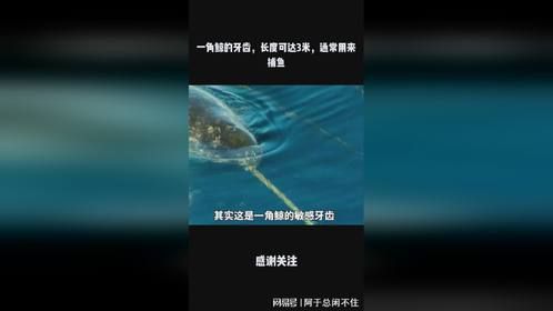 一角鲸的牙齿，长度可达3米，通常用来捕鱼