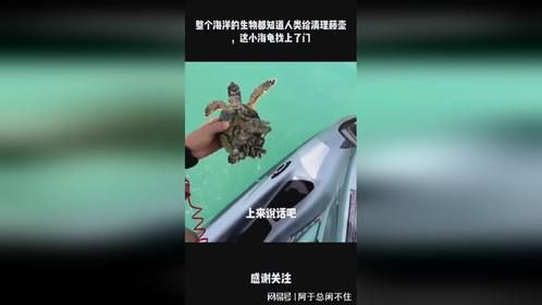 整个海洋的生物都知道人类给清理藤壶，这小海龟找上了门