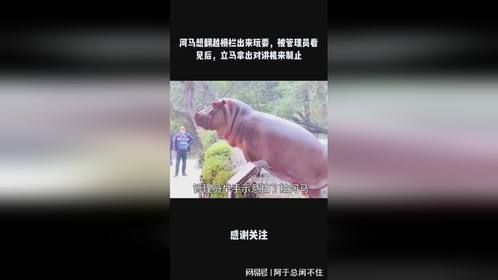 河马想翻越栅栏出来玩耍，被管理员看见后，立马拿出对讲机来制止