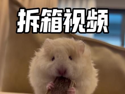 拆箱视频｜秋日里的第一只鼠 #金丝熊 #养鼠日常分享 #养熊日记 #建议大家养只没用的东西在家里 #鼠鼠我呀