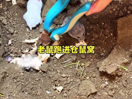 老鼠跑进仓鼠缸后续来了#养鼠日常分享 #仓鼠 #仓鼠日常 #小仓鼠 #土养仓鼠
