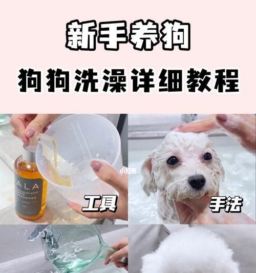夏天给狗狗洗澡的注意事项（如何保护狗狗的皮肤和健康）