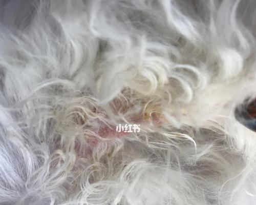 如何以洁尔阴帮助狗狗洗澡（宠物爱护）