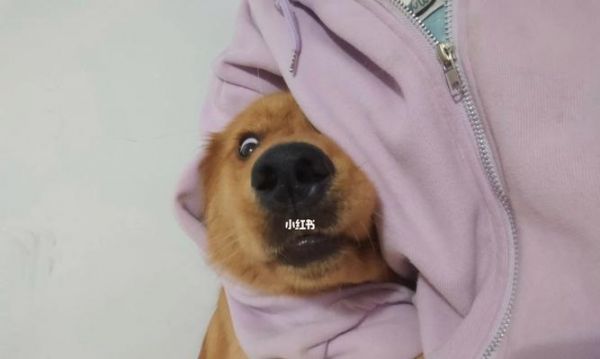 如何以洁尔阴帮助狗狗洗澡（宠物爱护）