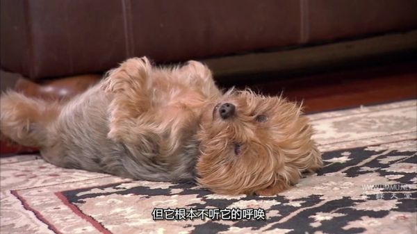 纪录片《萌宠成长记 Too Cute》第1-2季全22集