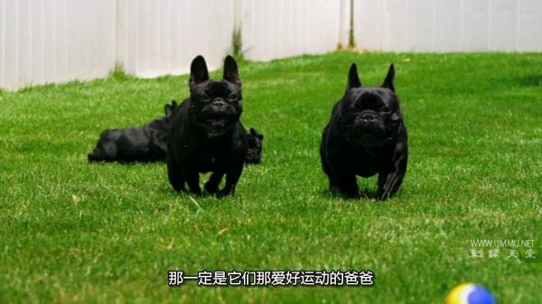 纪录片《萌宠成长记 Too Cute》第1-2季全22集