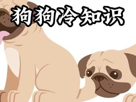 关于狗狗的这些冷知识你知道哪些？ #科普一下 #涨知识 #狗狗 #冷知识