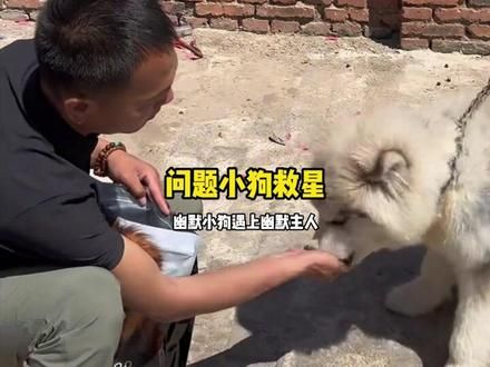 问题小狗救星 本以为是穷凶没想到是极饿 #潘宏爱玩狗 #狗狗