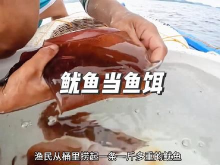 豪横的渔民用上百块一斤的软丝鱿鱼当鱼饵，结果赚大了#户外 #海钓 #巨物 #鱿鱼#石斑