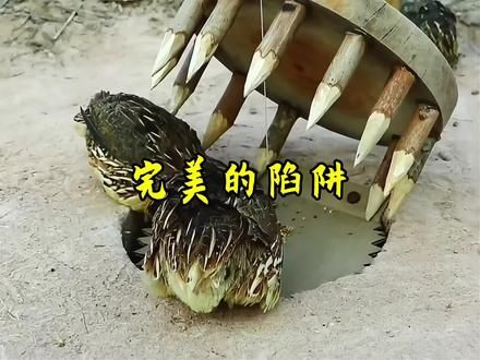 村民米德制作了一个完美的陷阱，没想到效果却出奇的好。#纪录片 #户外 #陷阱 #解压