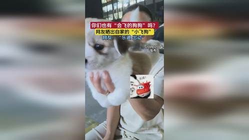 你们也有“会飞的狗狗”吗？网友：“乐迪 出动”
