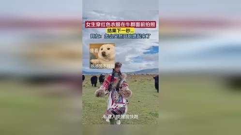 女生穿红色衣服在牛群面前拍照，结果下一秒...