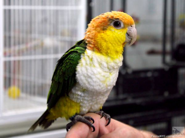 白腹凯克鹦鹉(金凯)(Pionites leucogaster)