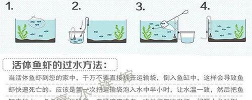 红尾鲶的饲养方法（打造清澈鱼缸的关键）