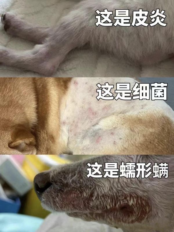 去了医院才知道,皮肤病这样做才对(狗皮肤。狗狗皮肤病原因 1.毛发湿润,没有吹干 2.内分泌失调或者缺乏维生素导致 3.长时间处于潮湿阴暗环境下,滋生了细菌 4.没有定期做好驱虫 5.洗澡次数过密#新手养狗 #狗狗皮肤病 #狗狗日常 #养狗经验 #我的萌宠