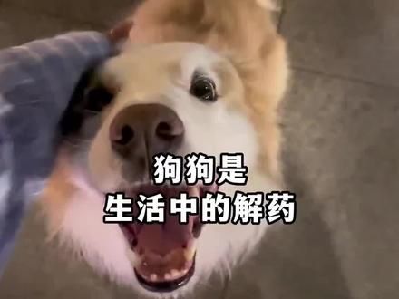 #狗狗的心思都写在脸上了 #金毛 #狗狗能有什么坏心思 #世界破破烂烂小狗缝缝补补