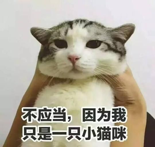 养宠物对孩子心理和身体健康有利！