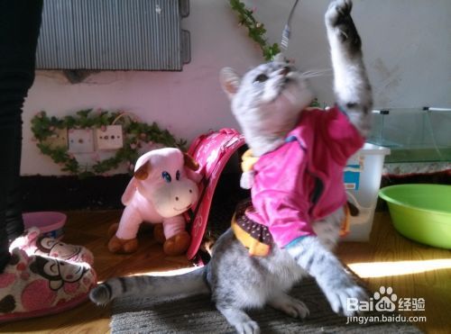 猫猫嘛嘛养猫心得系列：[5]干粮还是湿粮好